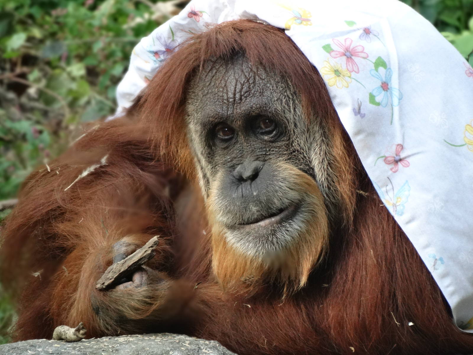 Oct. 2015 - Jungle Trails - Lana - Sumatran Orangutan