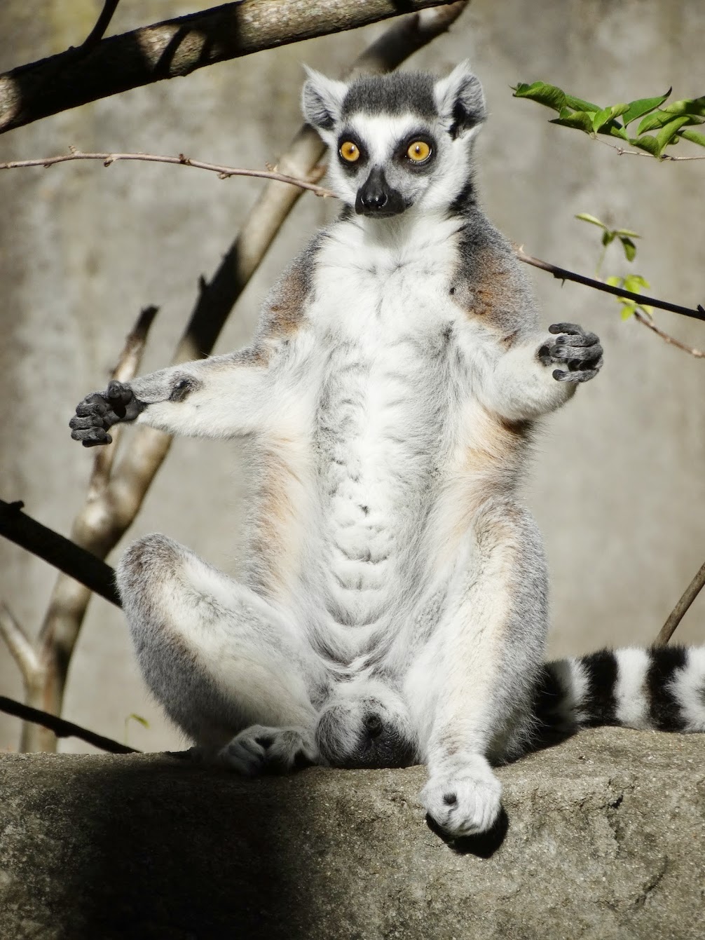 Oct. 2015 - Lemur Lookout - Ring-tailed Lemur