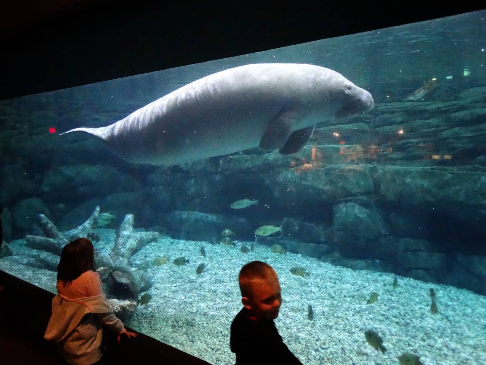 Oct. 2015 - Manatee Springs - Betsy