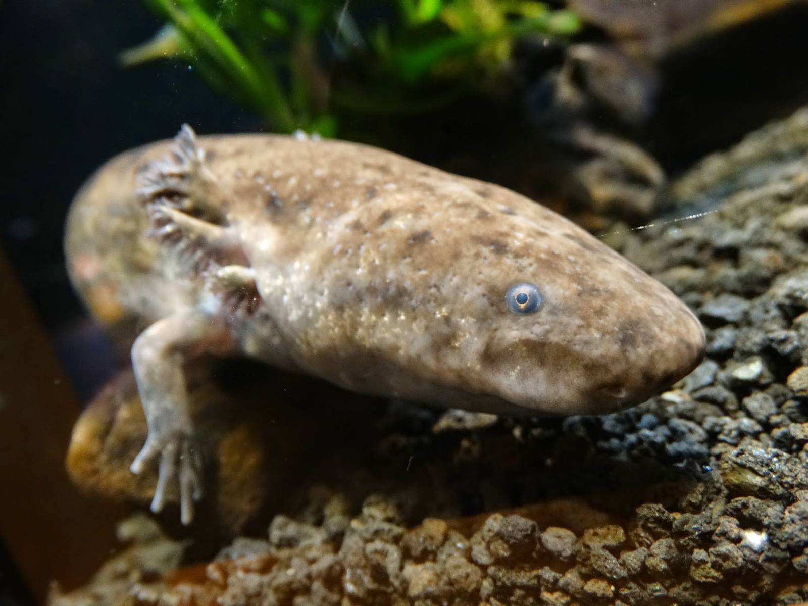 Oct. 2015 - Manatee Springs - Greater Siren (New Species 2015)