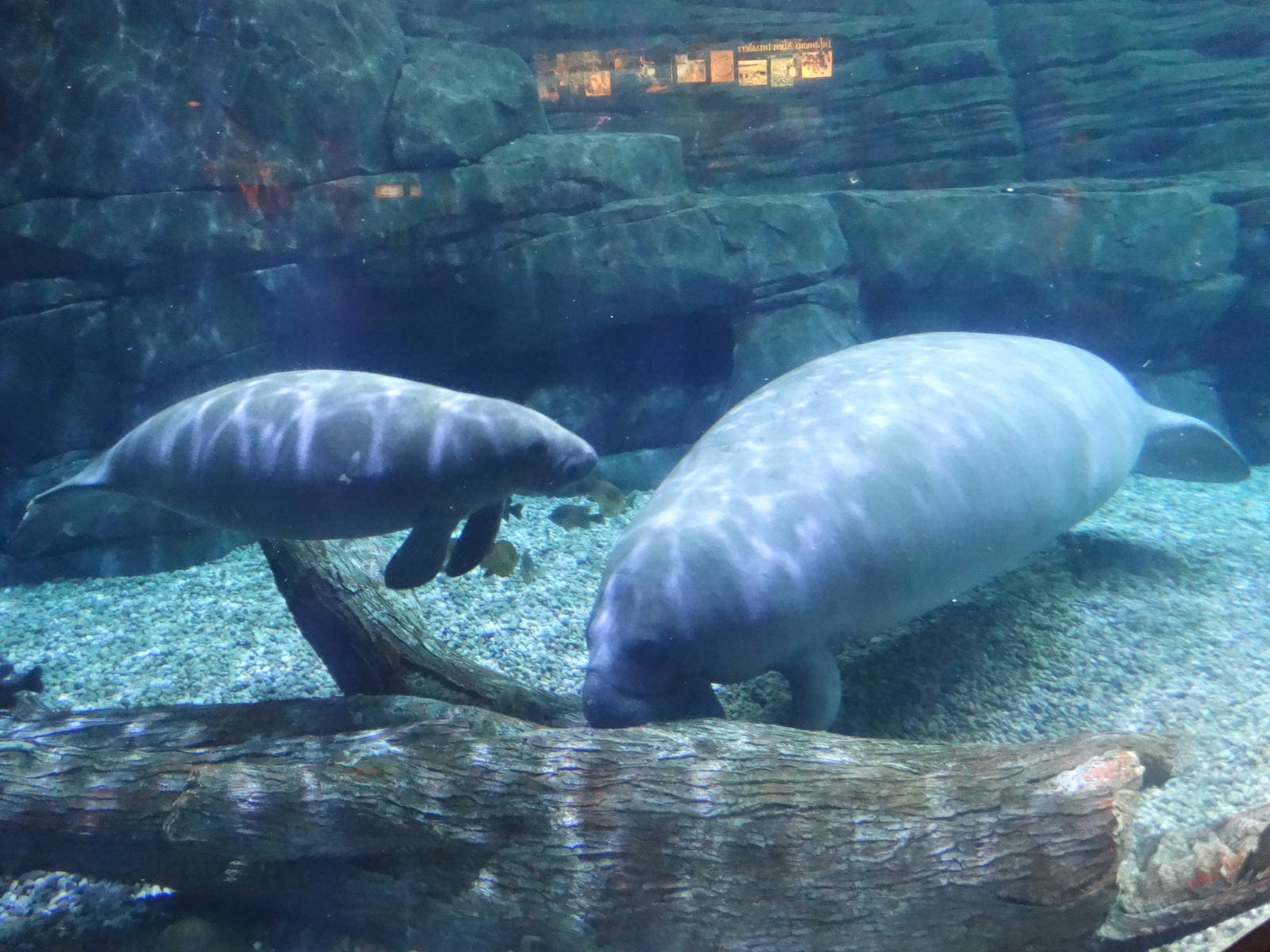 Oct. 2015 - Manatee Springs - New Rescued Manatee + Betsy