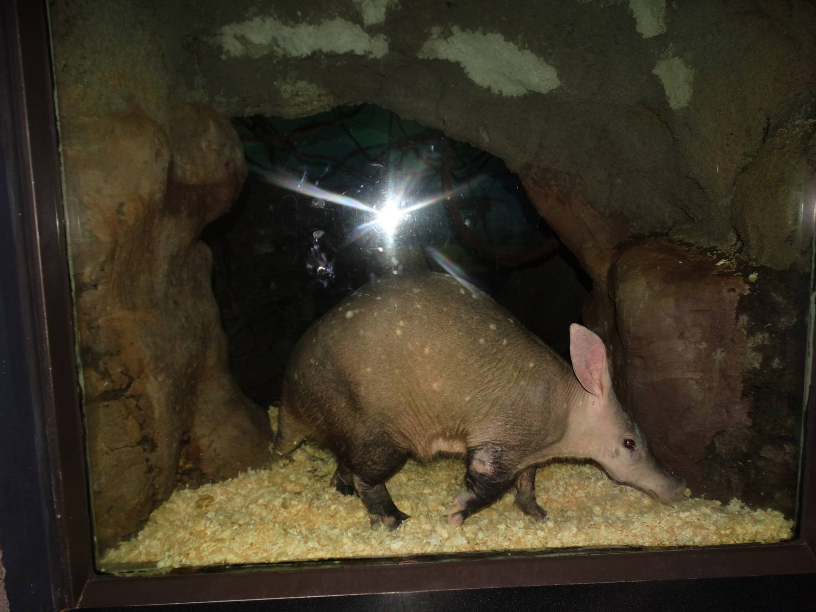 Oct. 2015 - Night Hunters - Aardvark Den