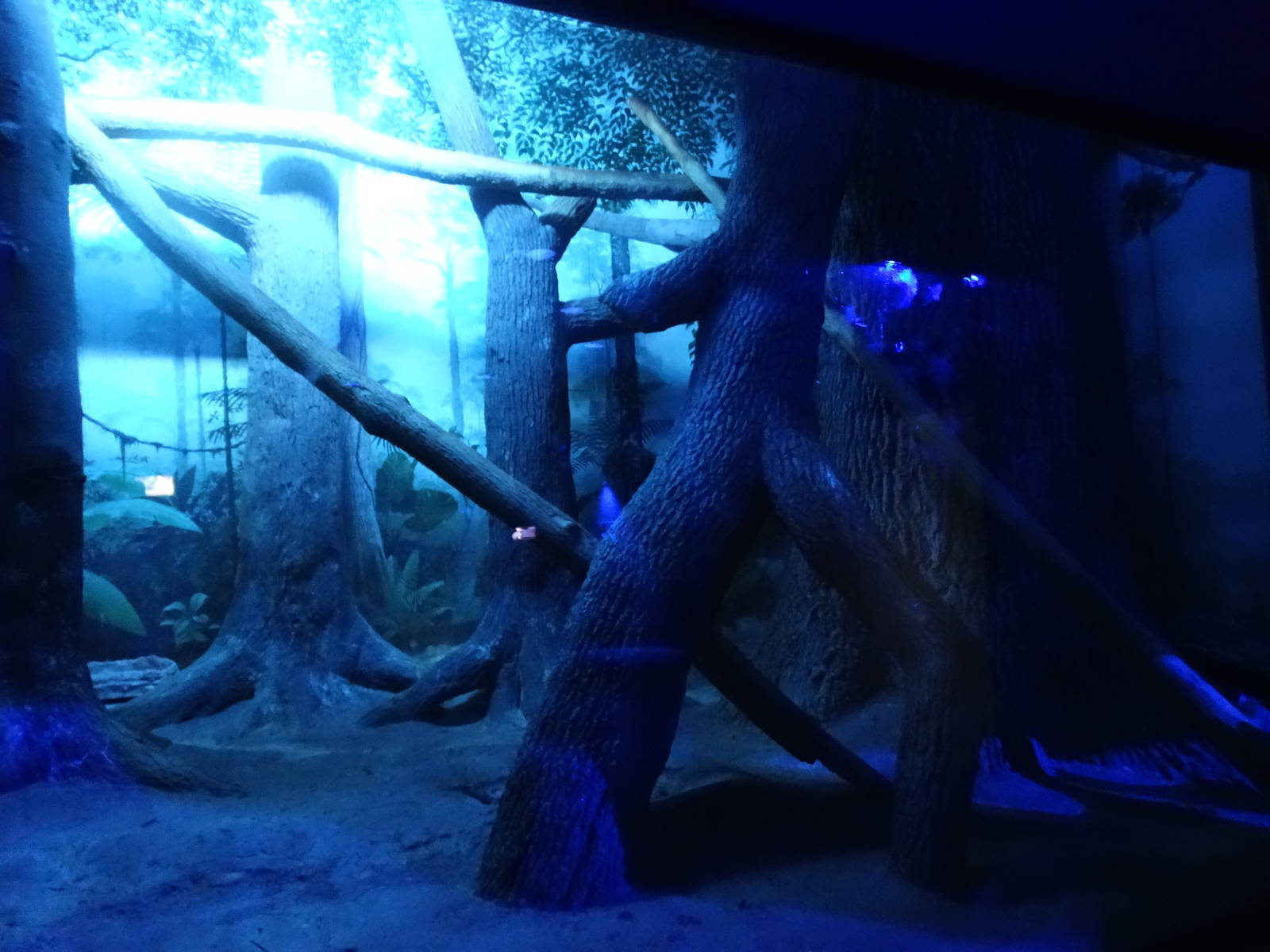 Oct. 2015 - Night Hunters - Large-spotted Genet Exhibit