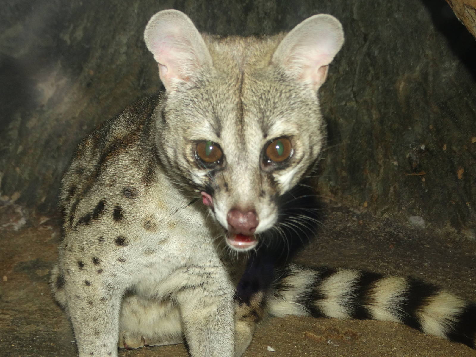 Oct. 2015 - Night Hunters - Large-spotted Genet