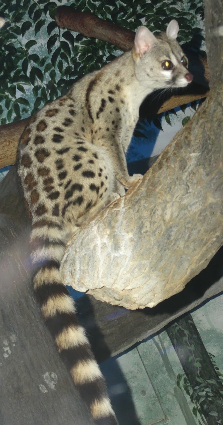 Oct. 2015 - Night Hunters - Large-spotted Genet