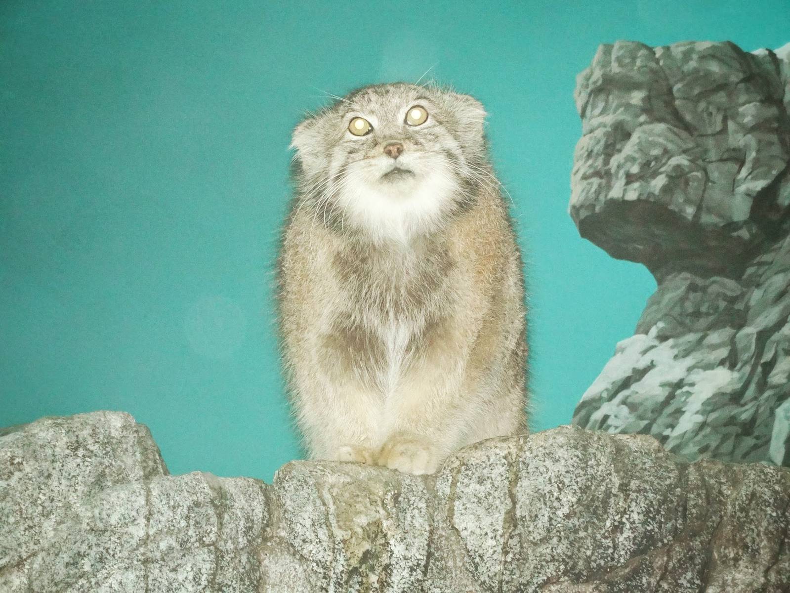 Oct. 2015 - Night Hunters - Pallas' Cat