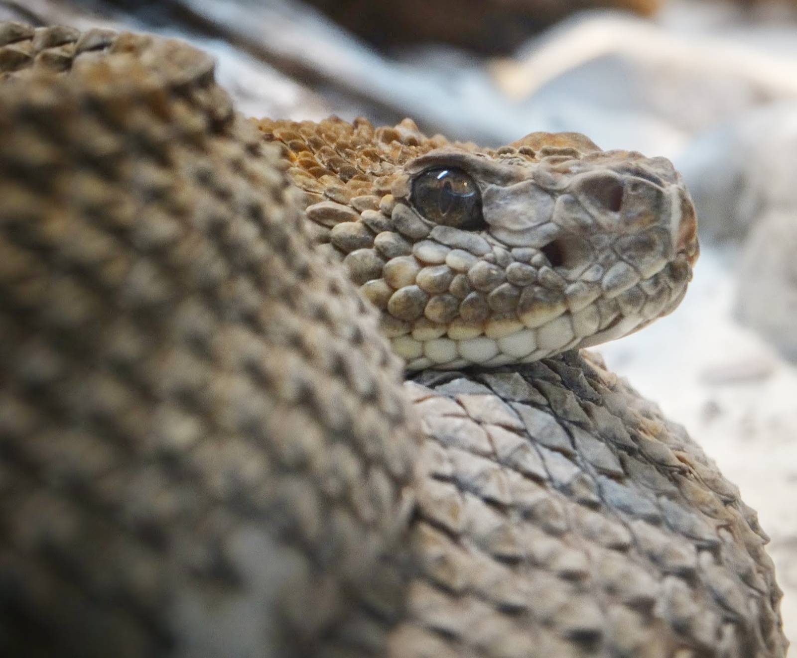 Oct. 2015 - Reptile House - Aruba Island Rattlesnake
