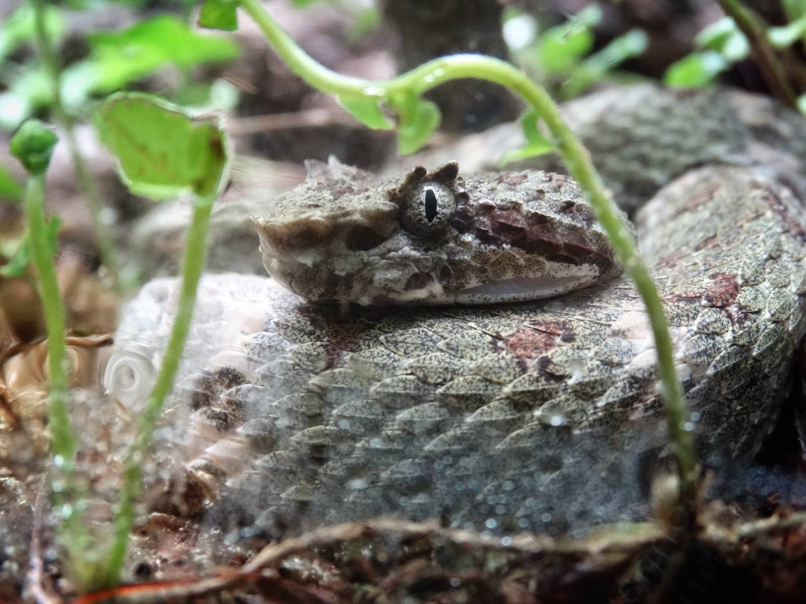Oct. 2015 - Reptile House - Eyelash Viper