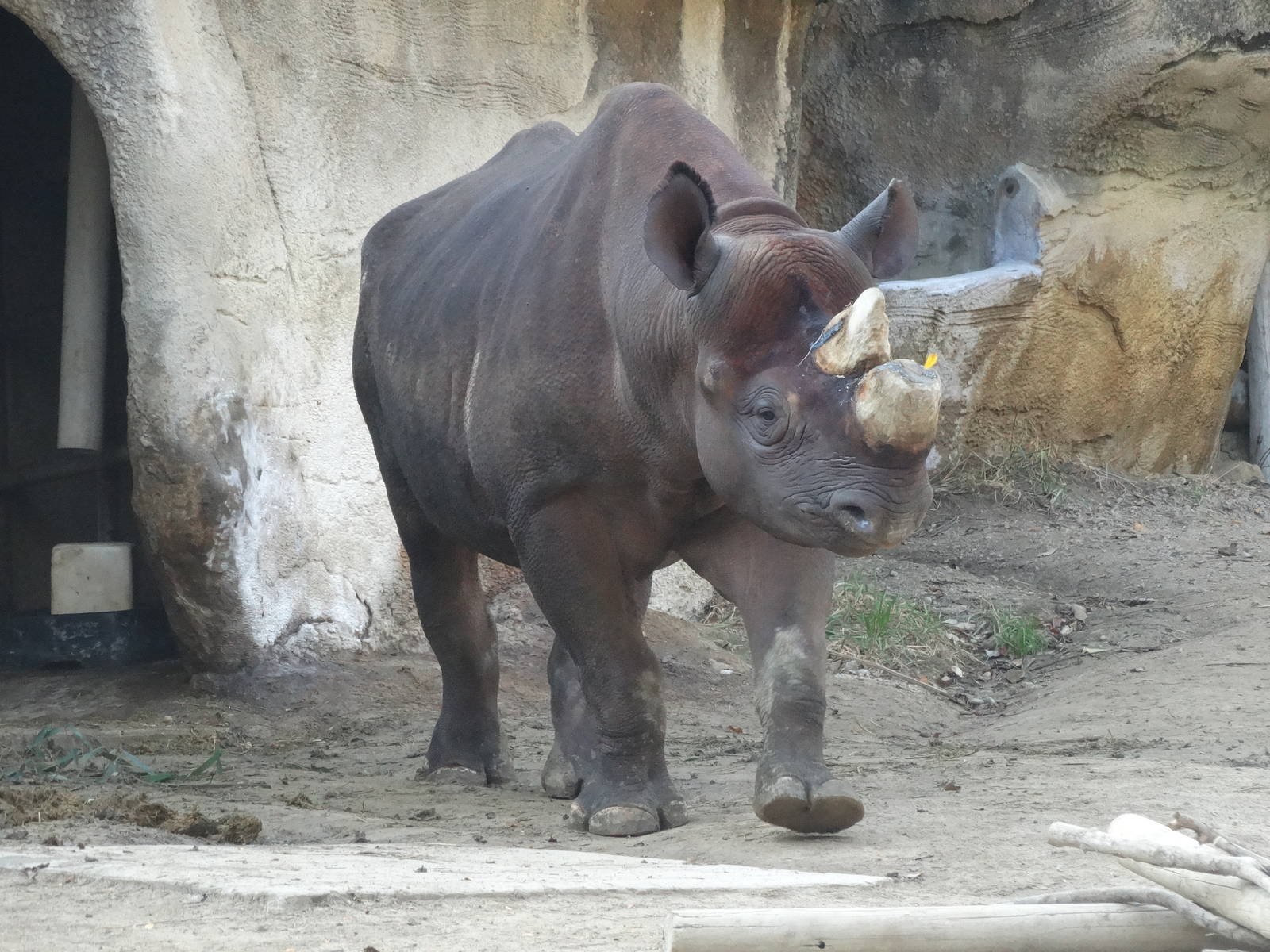 Oct. 2015 - Rhino Reserve - Kifaru (New Black Rhino from Zoo Atlanta)
