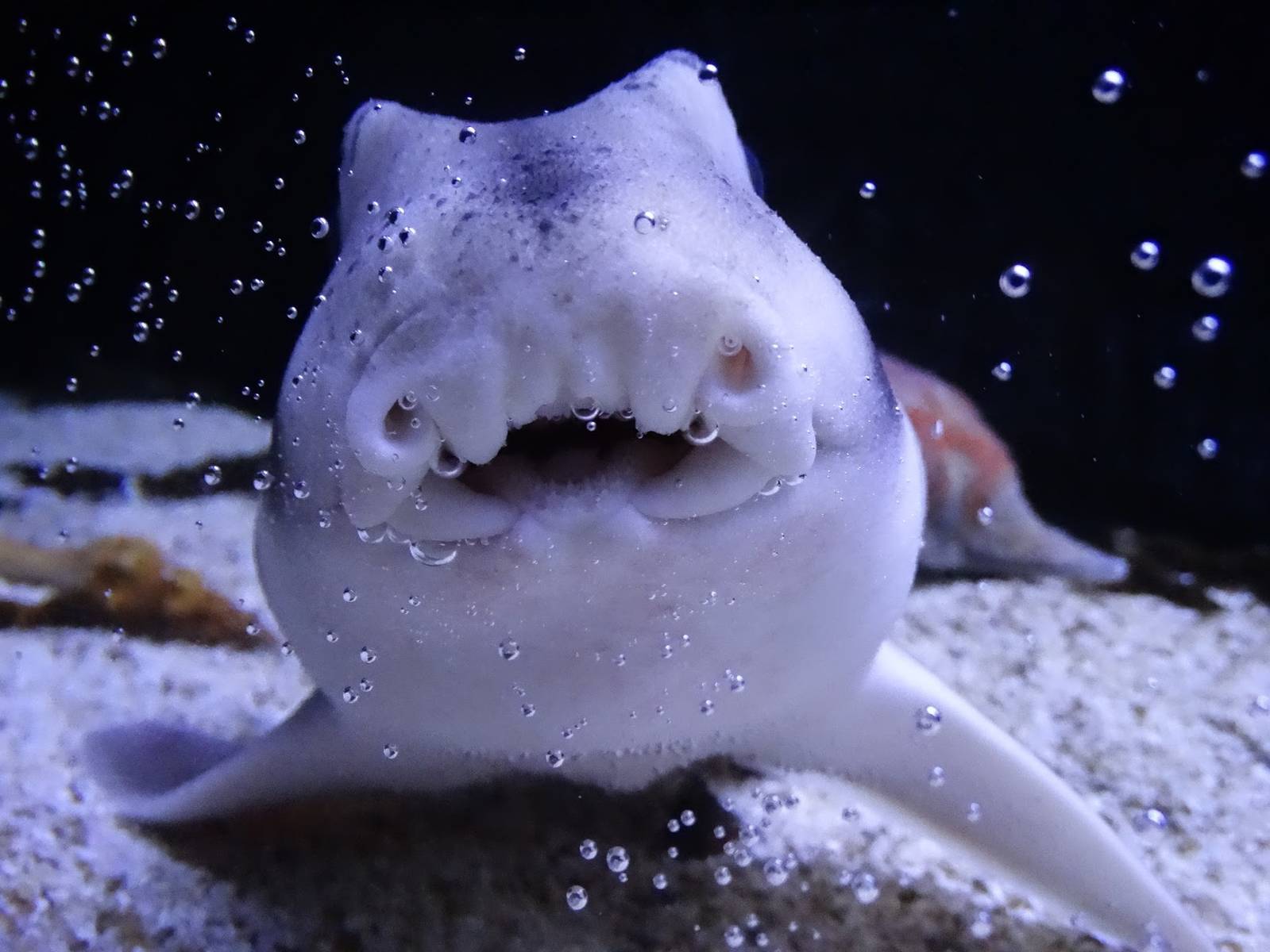 Oct. 2015 - Shores Gallery - Juvenile Port Jackson Shark