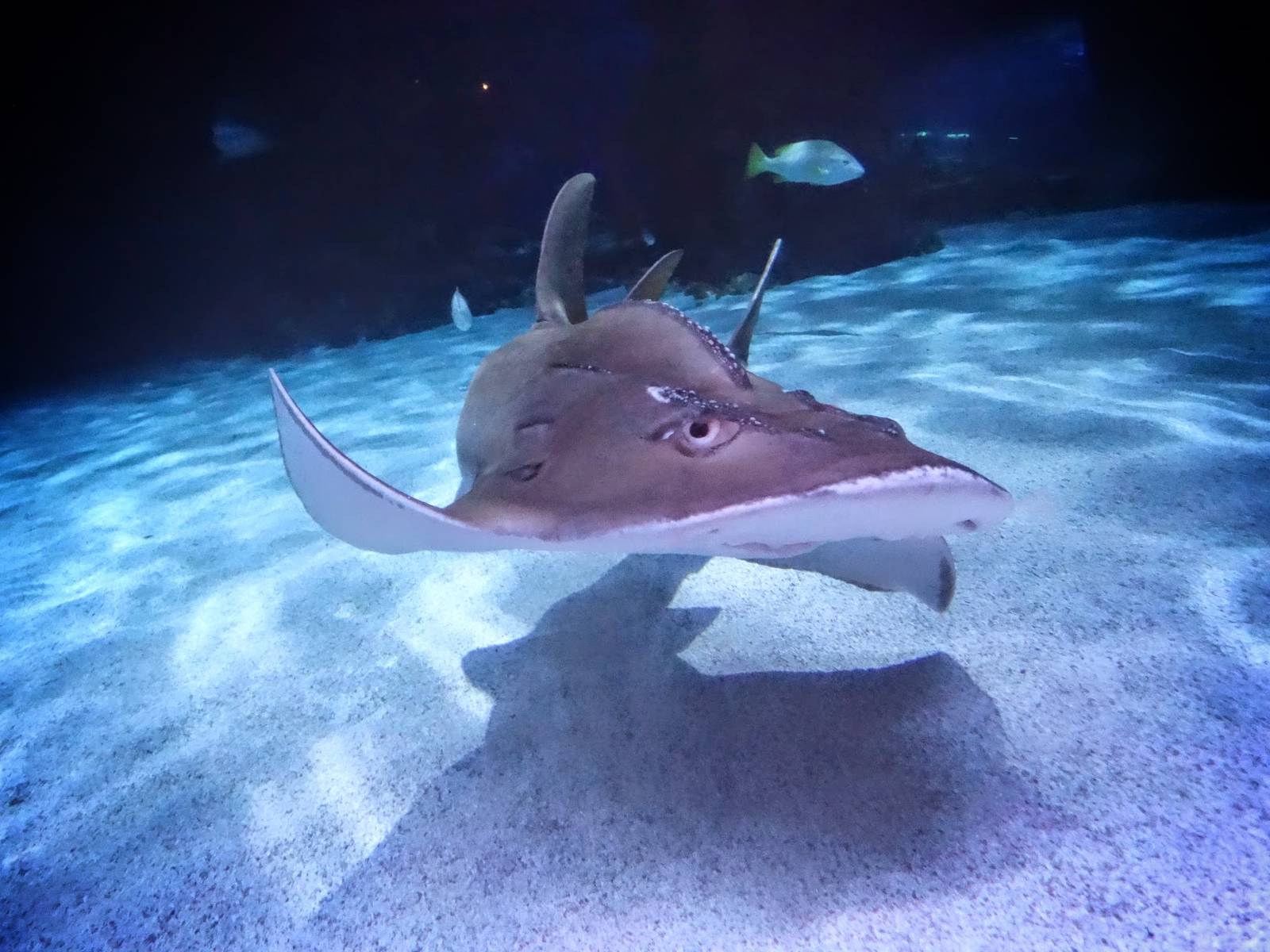Oct. 2015 - Surrounded by Sharks - Bowmouth Guitarfish - Sweet Pea