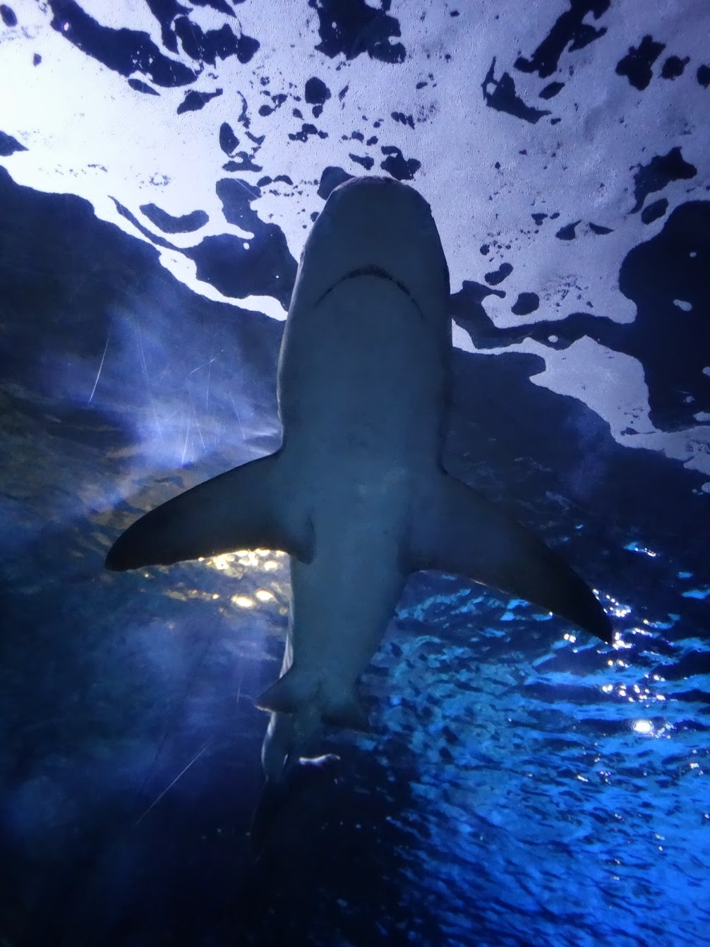 Oct. 2015 - Surrounded by Sharks - Sandbar Shark