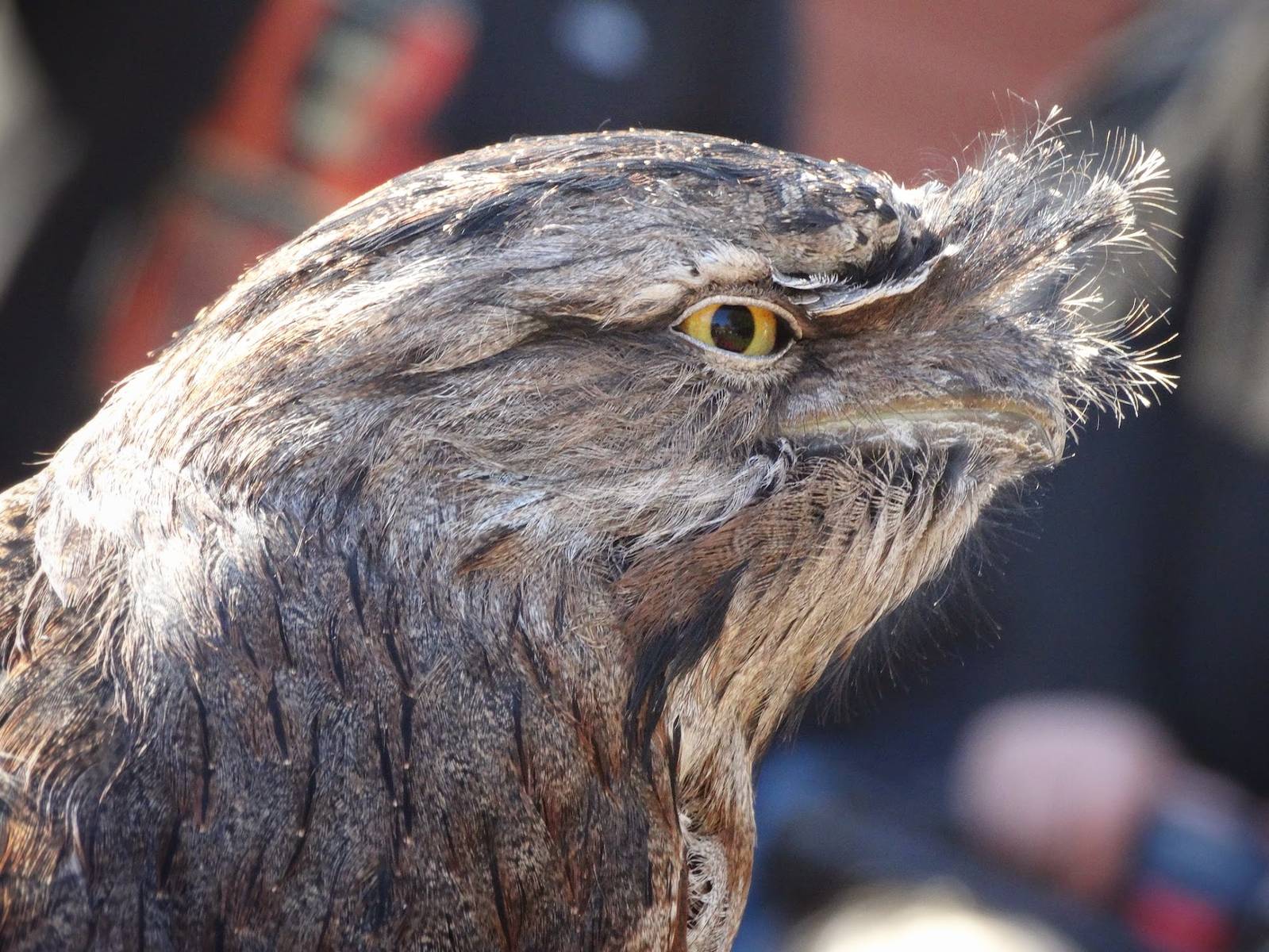 Oct. 2015 - Tawny Frogmouth