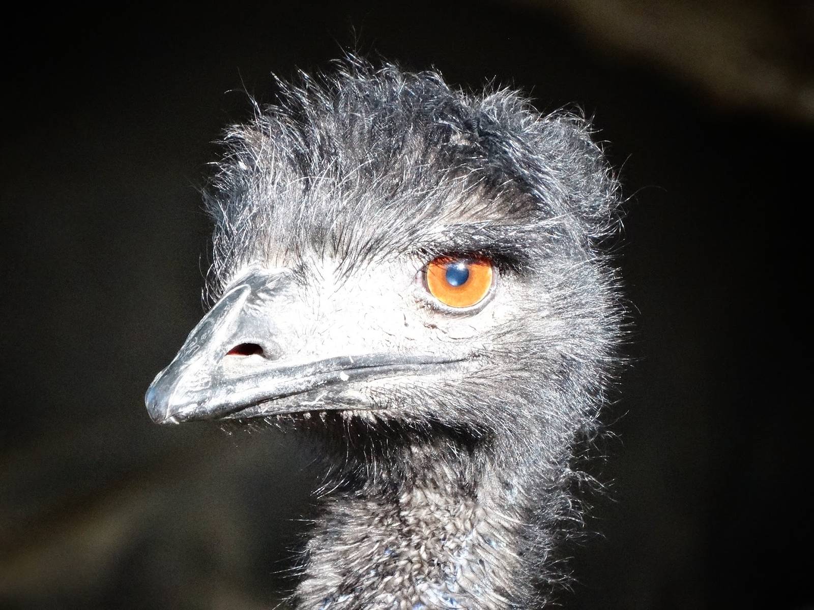 Oct. 2015 - Wildlife Canyon - Emu