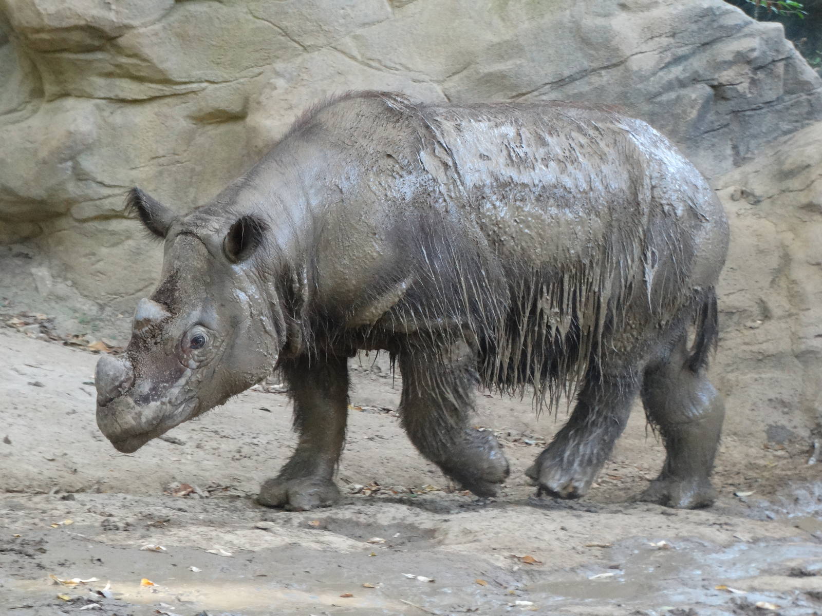 Oct. 2015 - Wildlife Canyon - Harapan