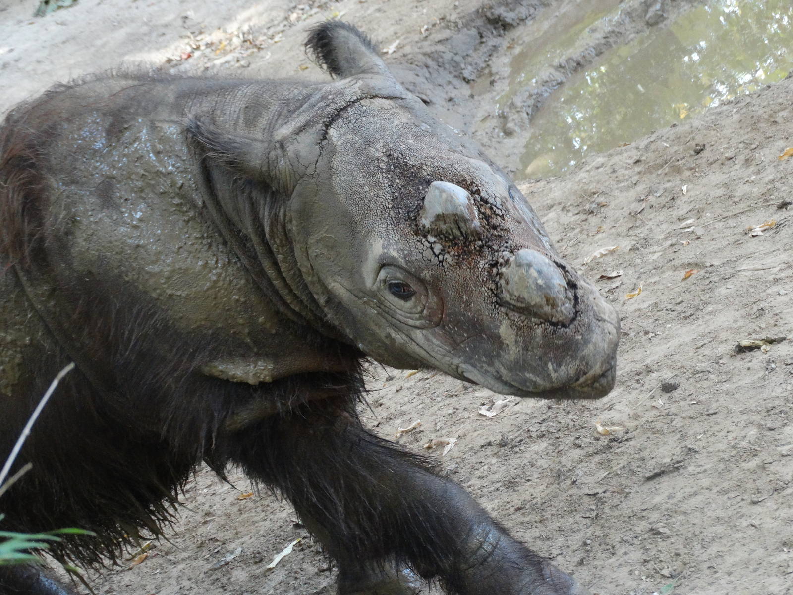 Oct. 2015 - Wildlife Canyon - My Last Possible Photo of Harry