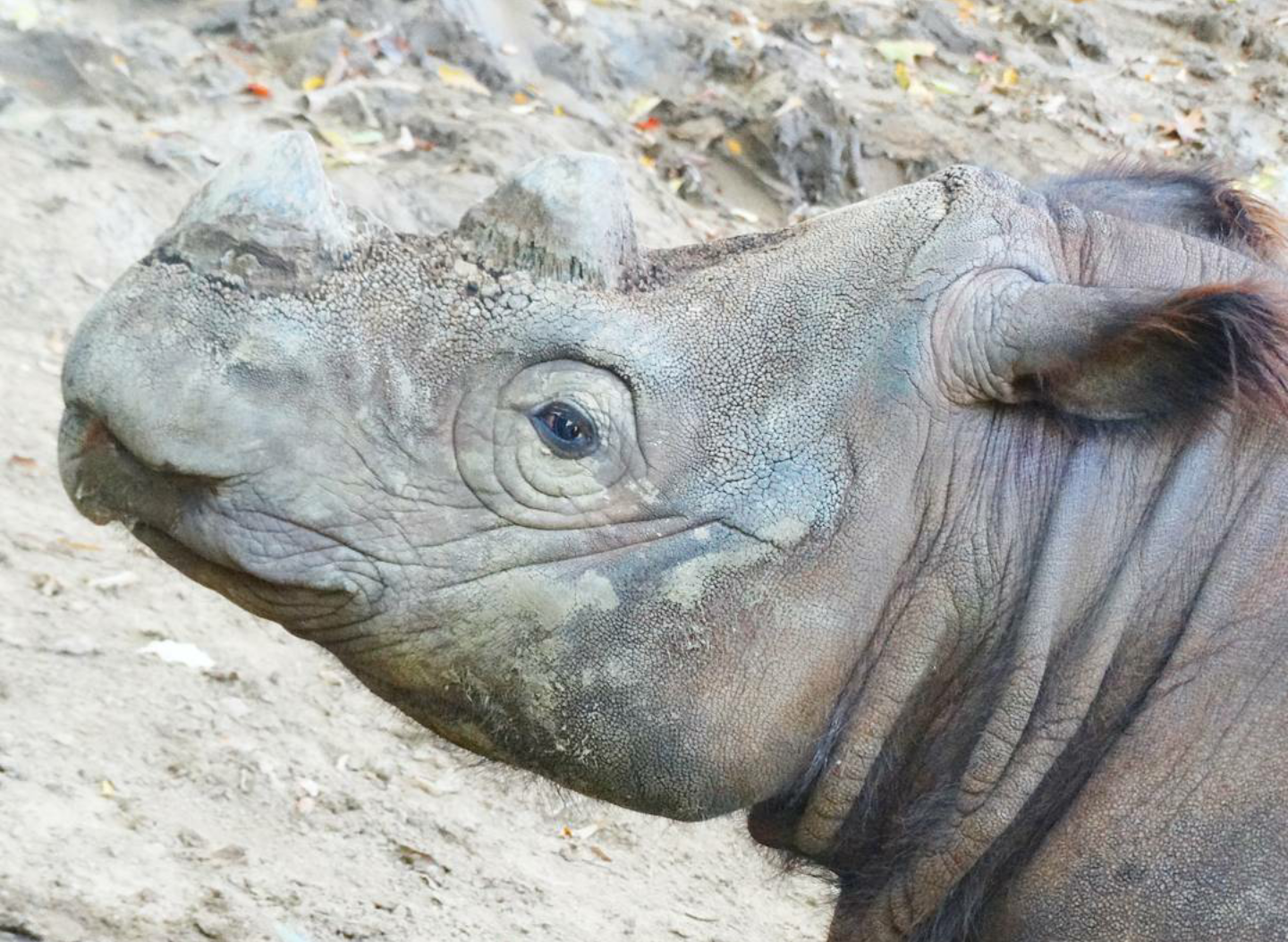 Oct. 2015 - Wildlife Canyon - My Very Last Photo of Harapan