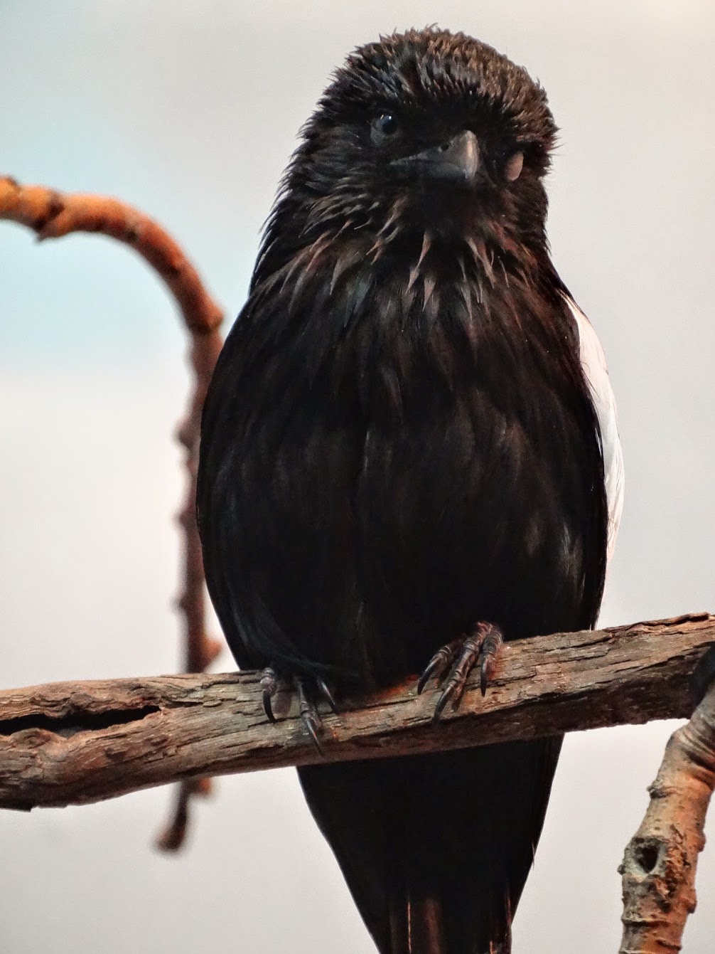 Oct. 2015 - Wings of the World - Magpie Shrike (New Species 2015)