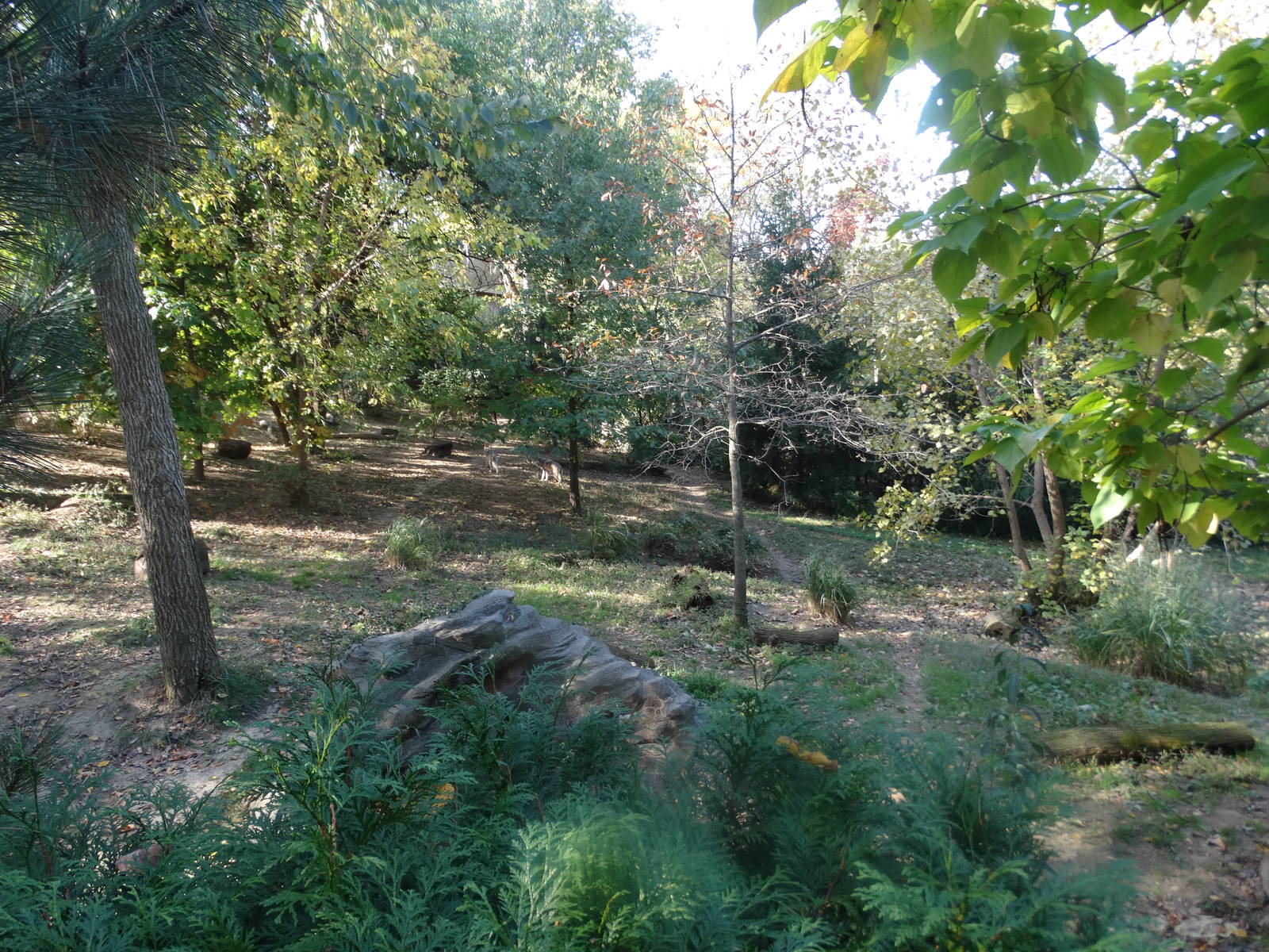 Oct. 2015 - Wolf Woods - Mexican Wolf Exhibit (Find 2)