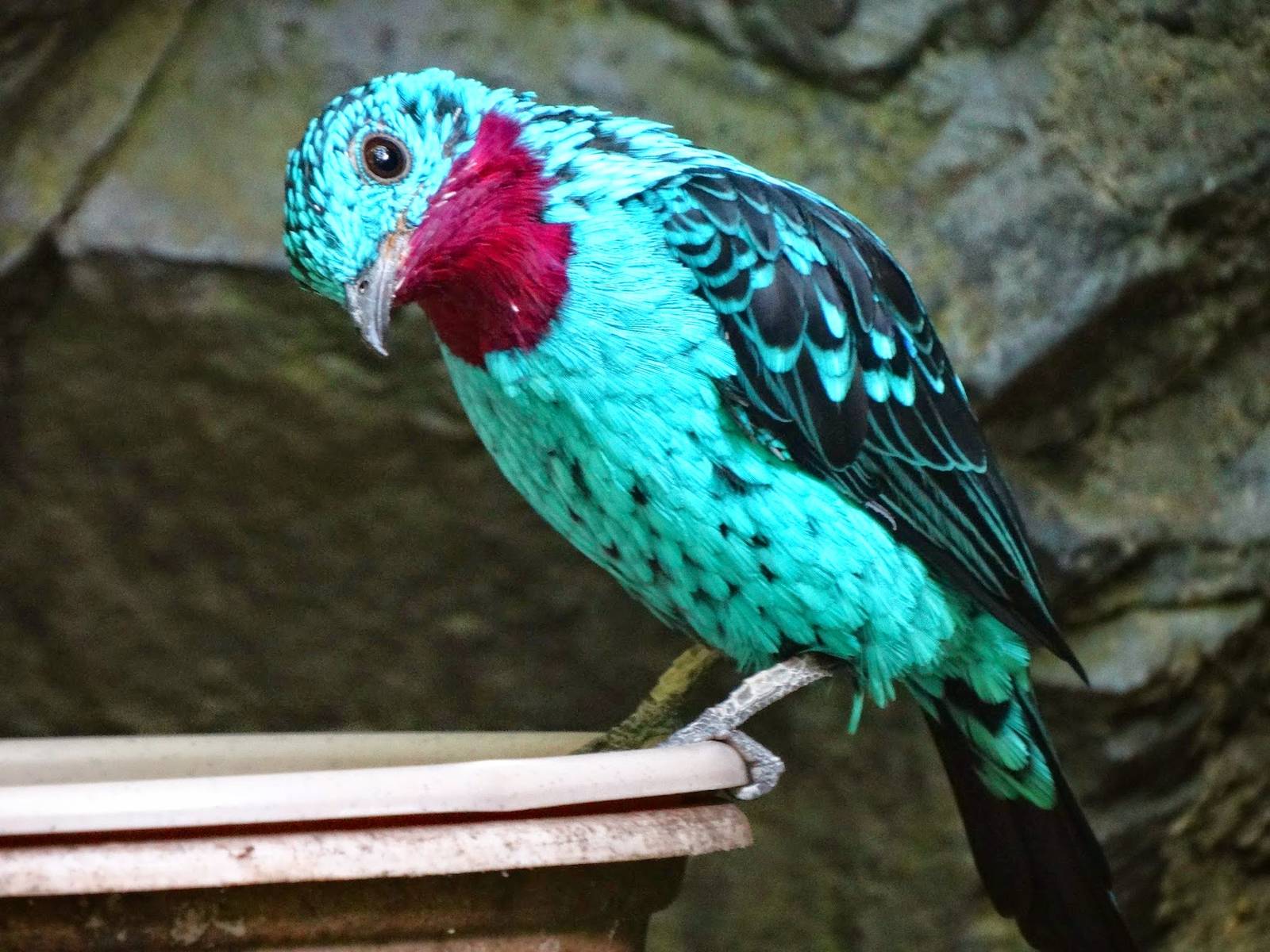 Oct. 2015 - World of the Insect - Spangled Cotinga