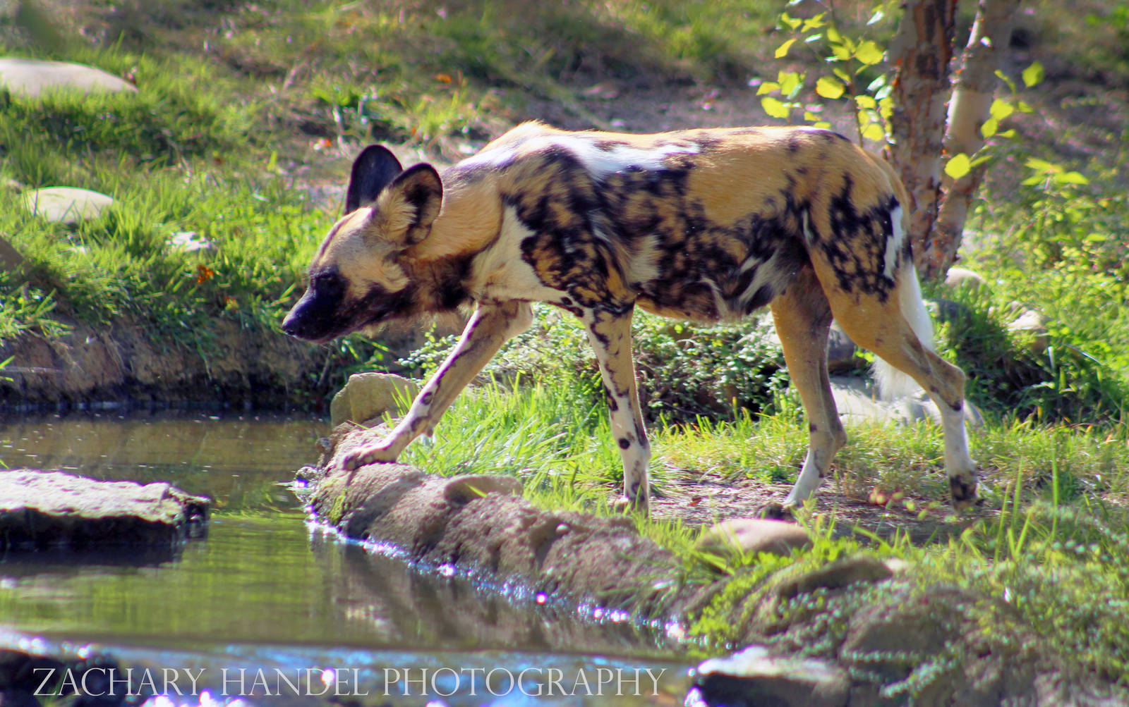 Oct. 2016 - Africa - African Painted Dog