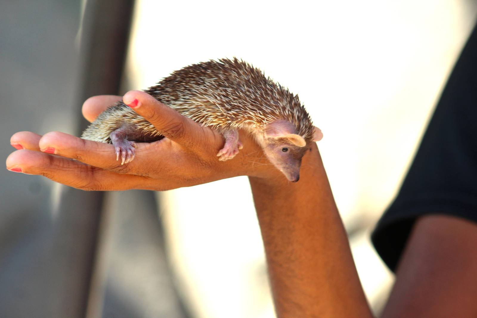 Oct. 2016 - Africa - Lesser Tenrec Presentation (I was the child that guess