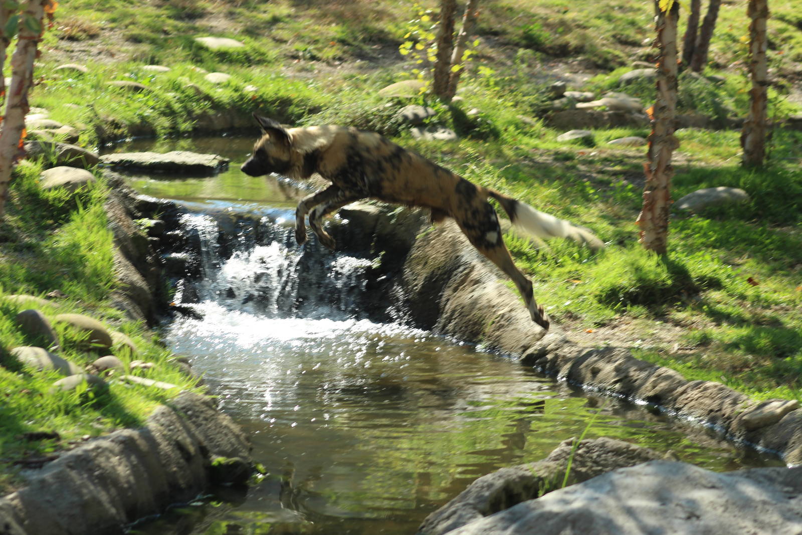 Oct. 2016 - Africa - Painted Dog Leap