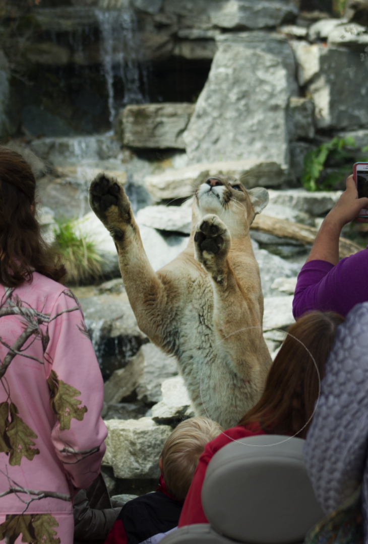 Oct. 2016 - Cat Canyon - Cougar Training Session (Tecumseh)