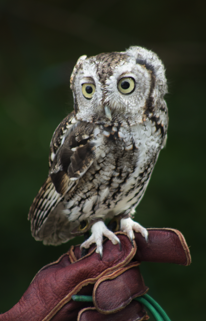 Oct. 2016 - Eastern Screech Owl (Van Gogh)