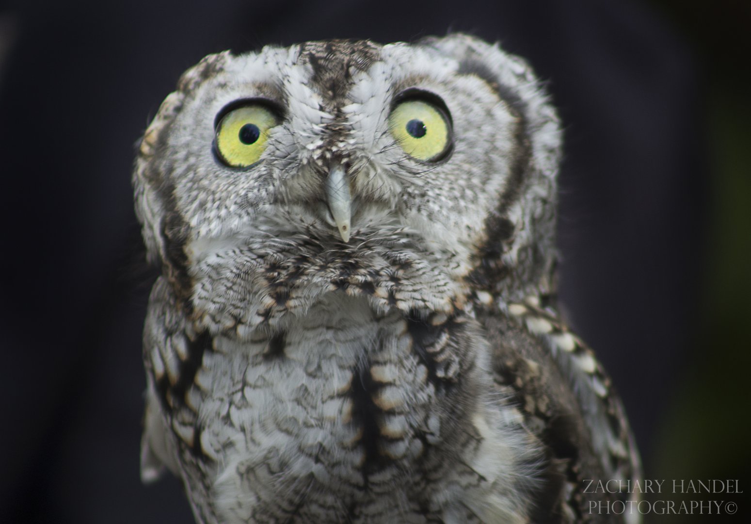 Oct. 2016 - Eastern Screech Owl (Van Gogh)