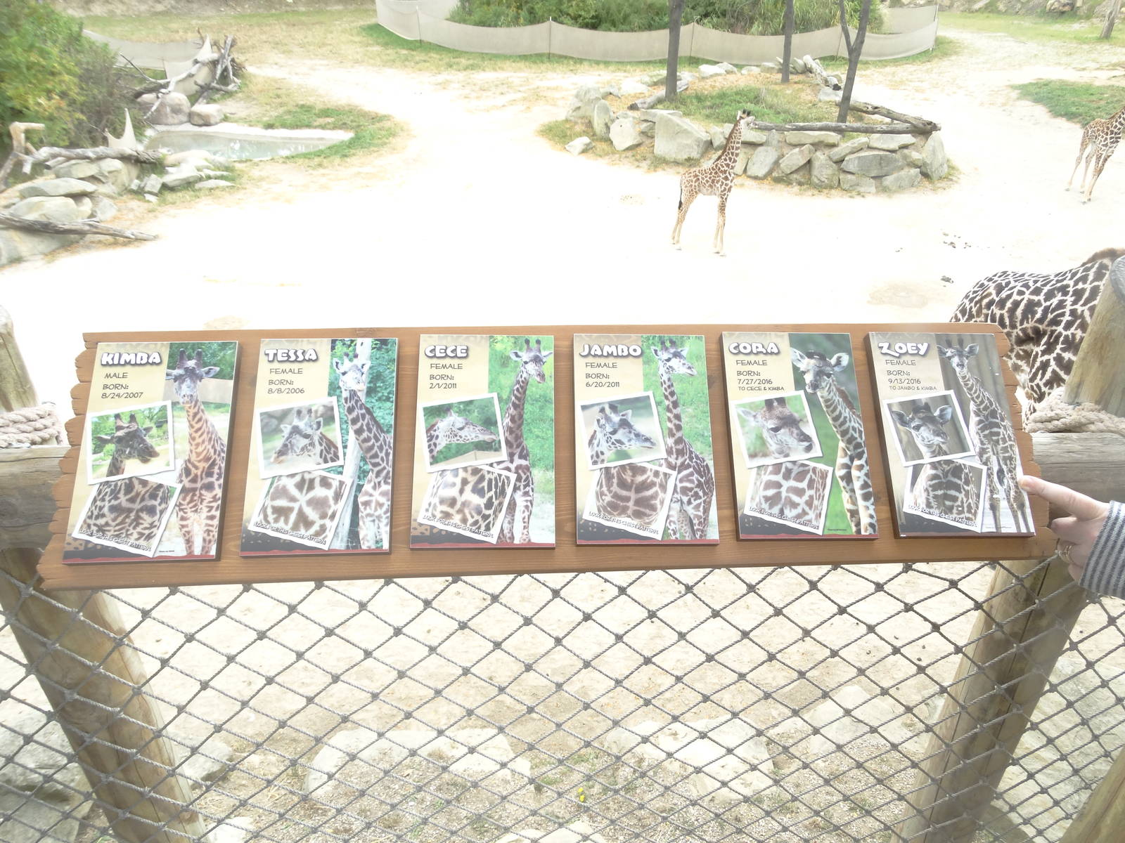 Oct. 2016 - Giraffe Ridge - New Signage