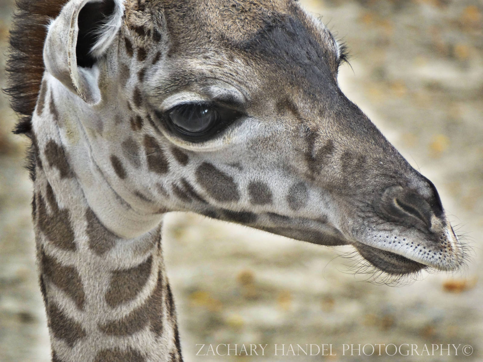 Oct. 2016 - Giraffe Ridge - Zoey