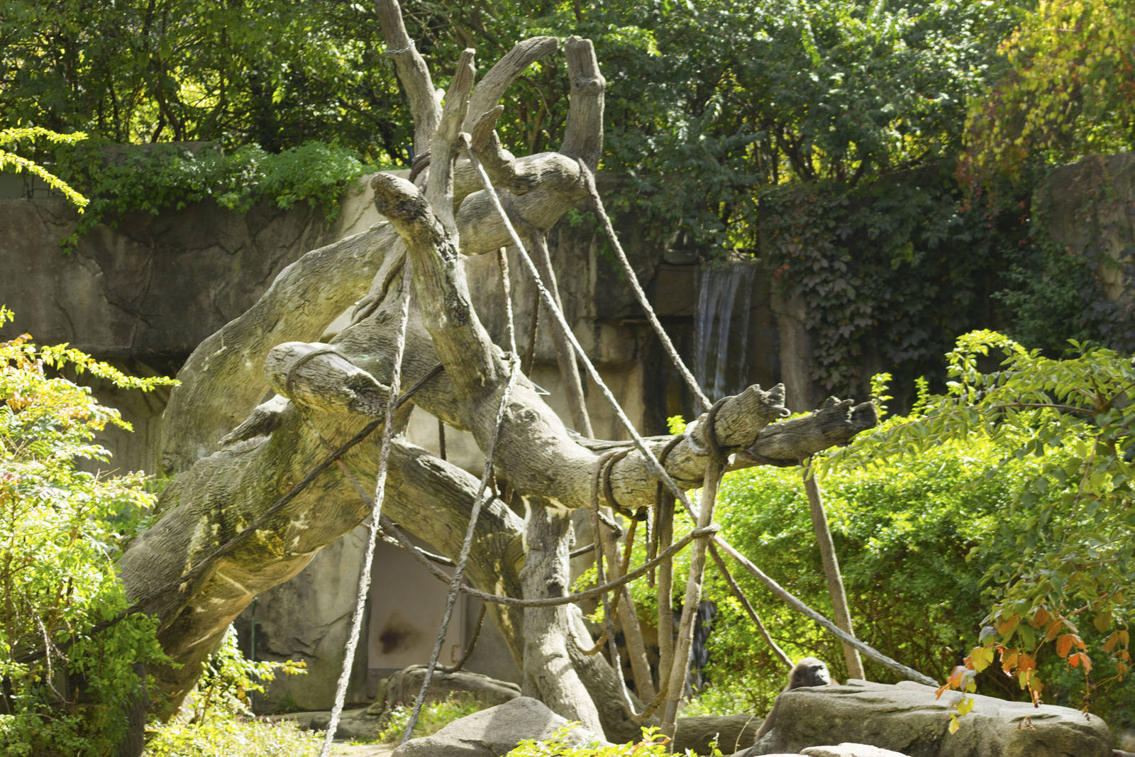 Oct. 2016 - Gorilla World - Interactive Tree... and Gladys