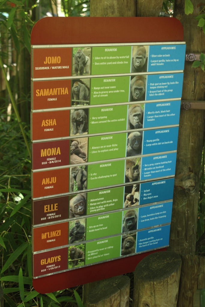 Oct. 2016 - Gorilla World - Signage for Jomo's Group