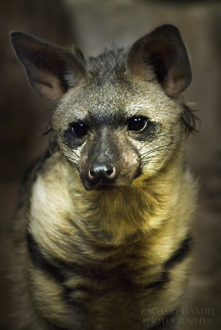 Oct. 2016 - Night Hunters - Aardwolf