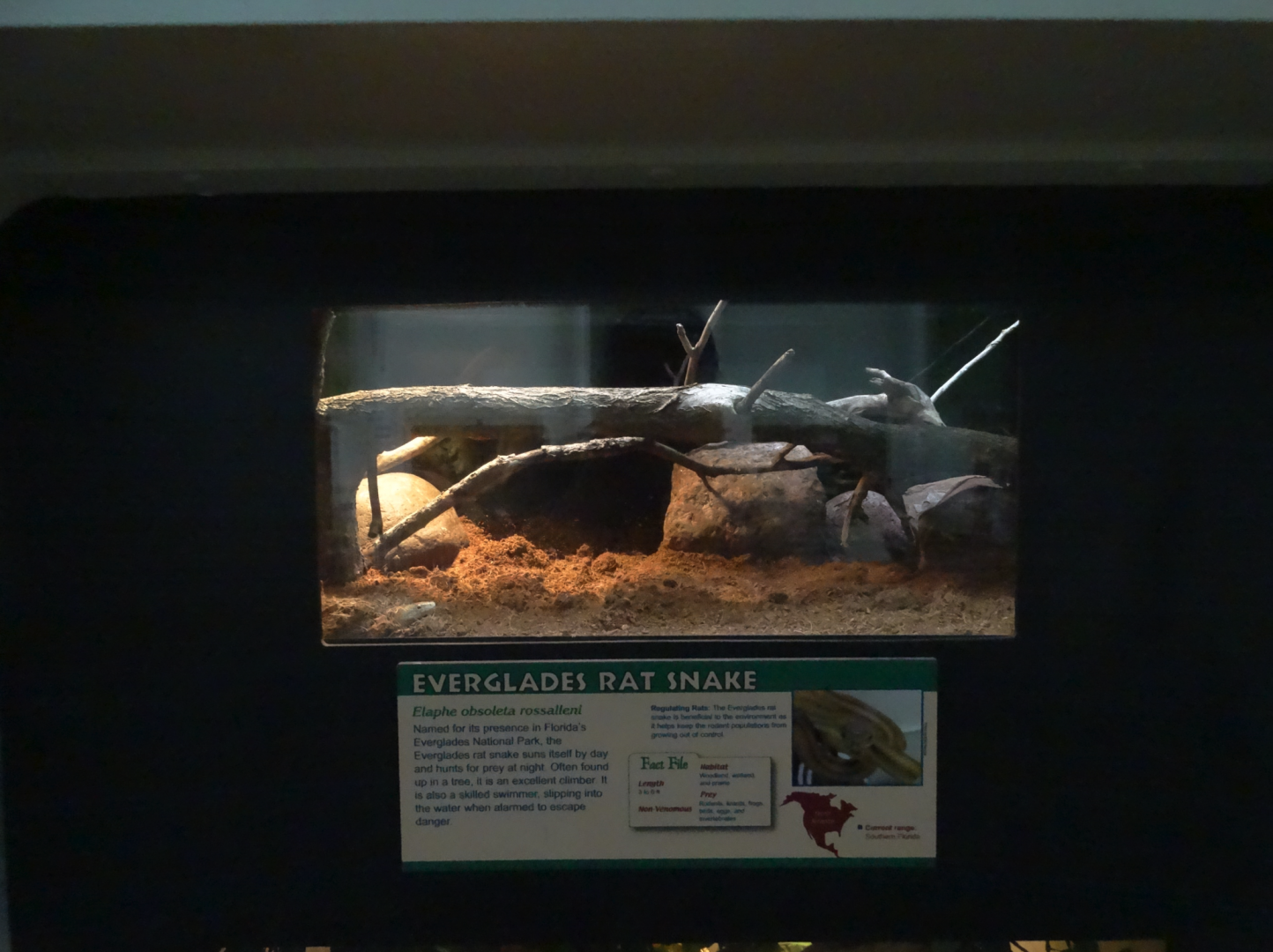 Oct. 2016 - Reptile House - Juvenile Everglades Rat Snake Exhibit