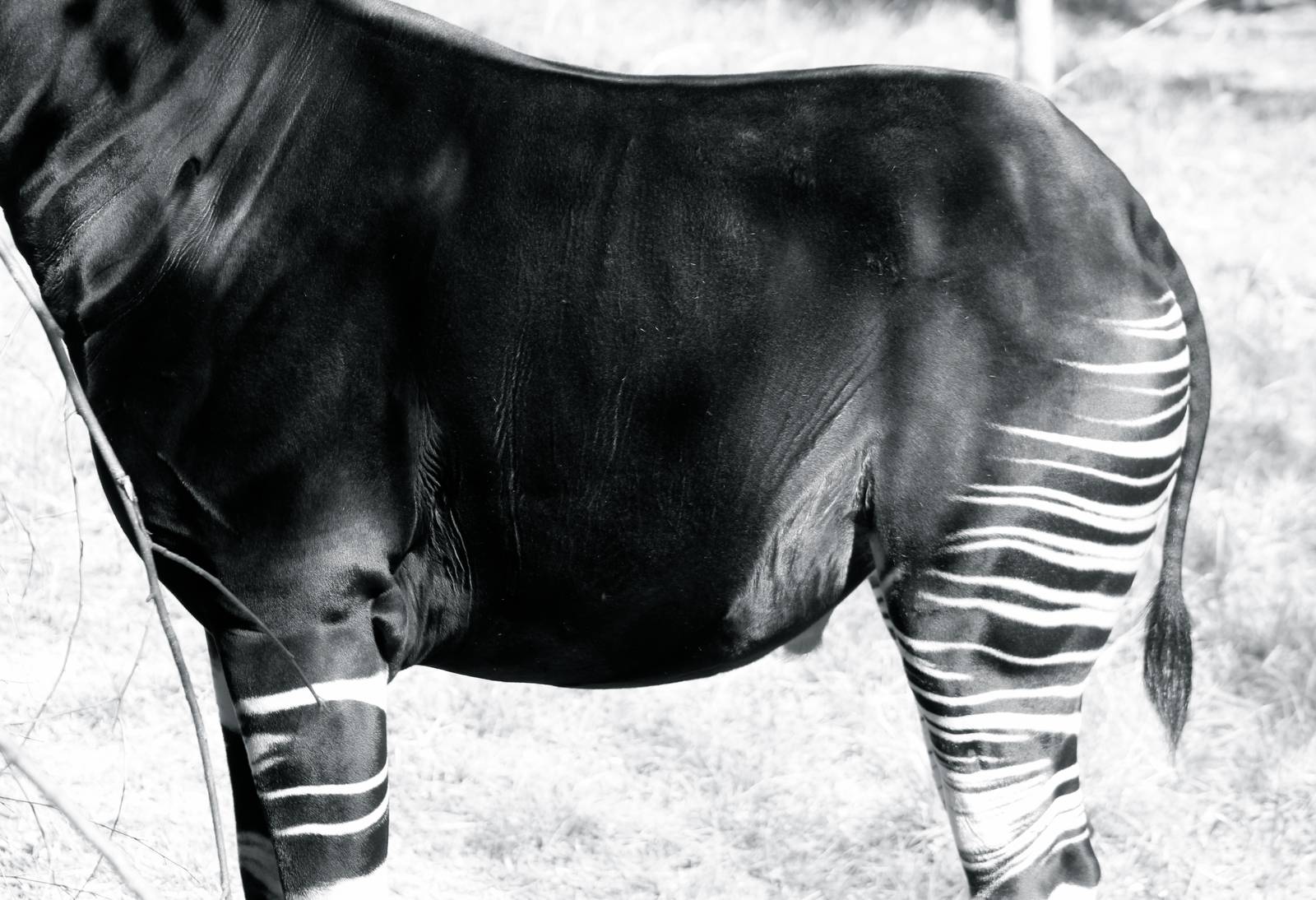 Oct. 2016 - Rhino Reserve - Kiloro