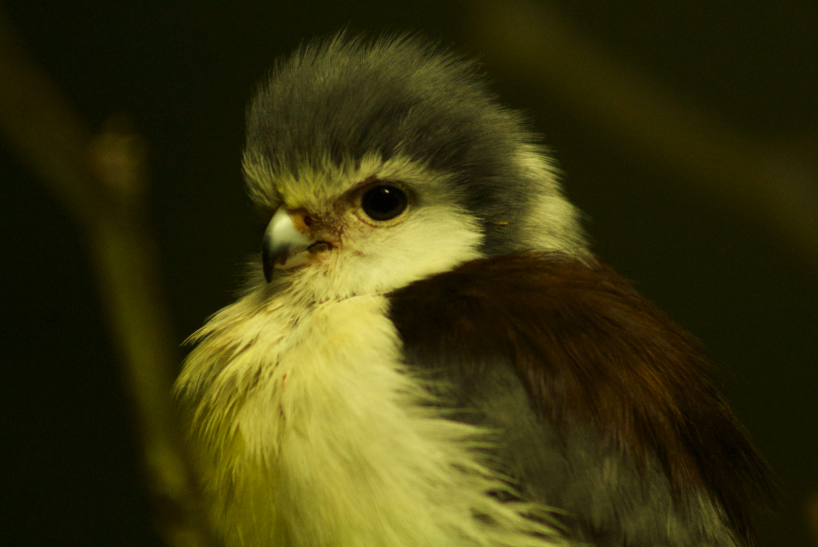 Oct. 2016 - Wings of the World - African Pygmy Falcon (Newly Displayed Species)