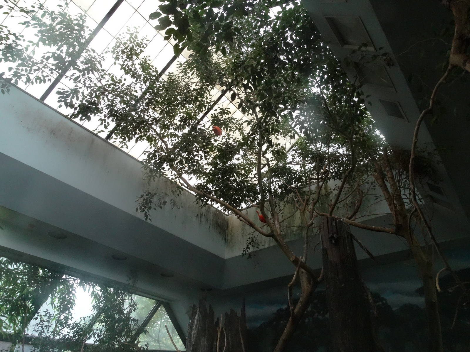 Oct. 2016 - Wings of the World - Canopy of the South American Exhibit (16 S