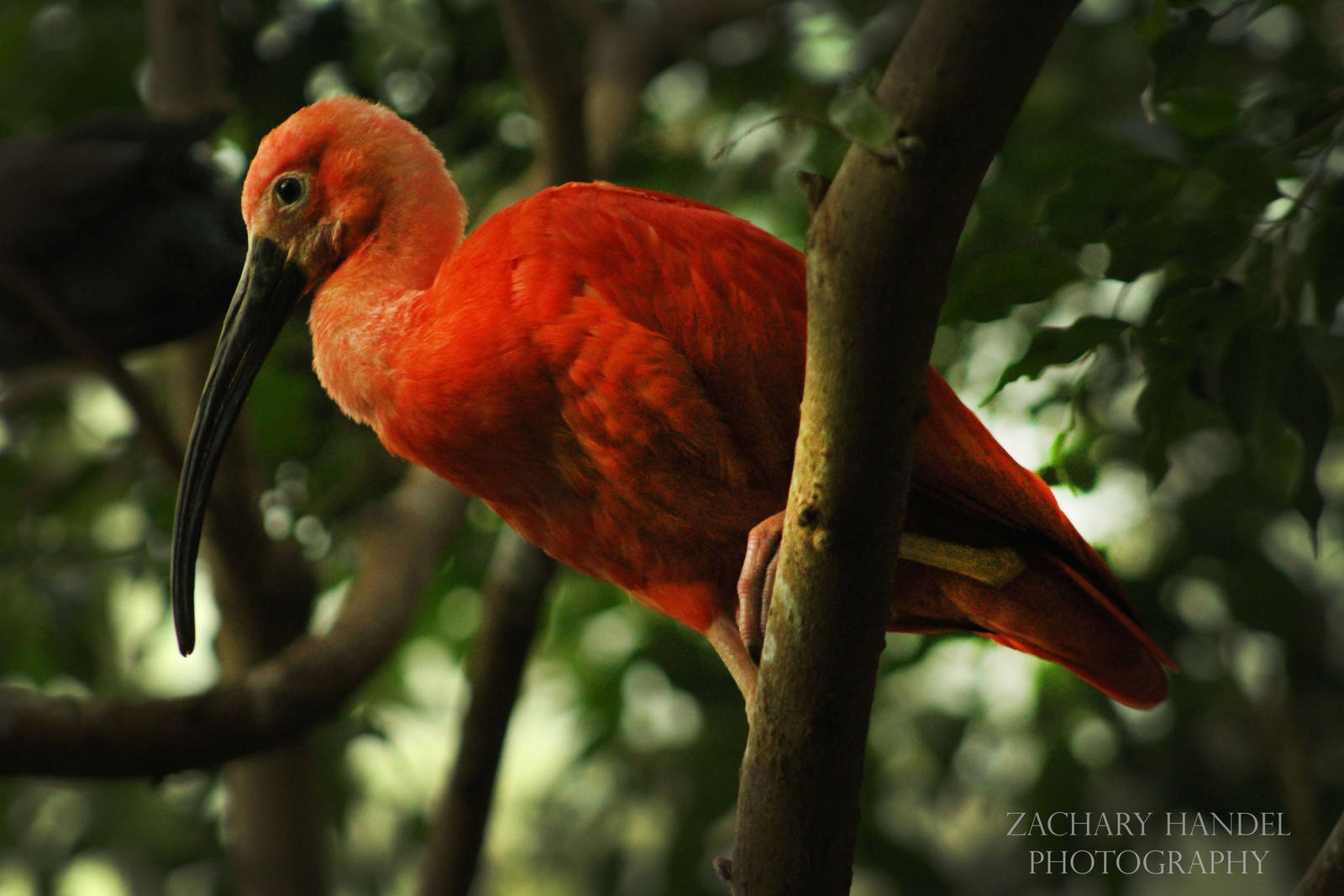 Oct. 2016 - Wings of the World - Scarlet Ibis