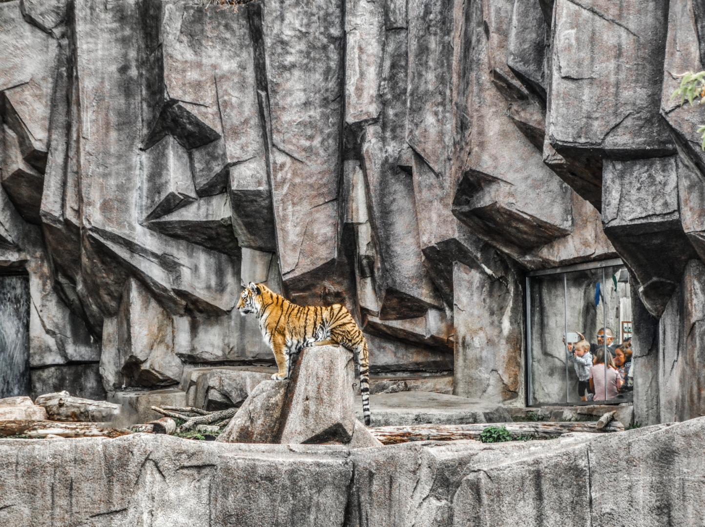 Oct. 2017 - Asia/Africa/South America - Amur Tiger