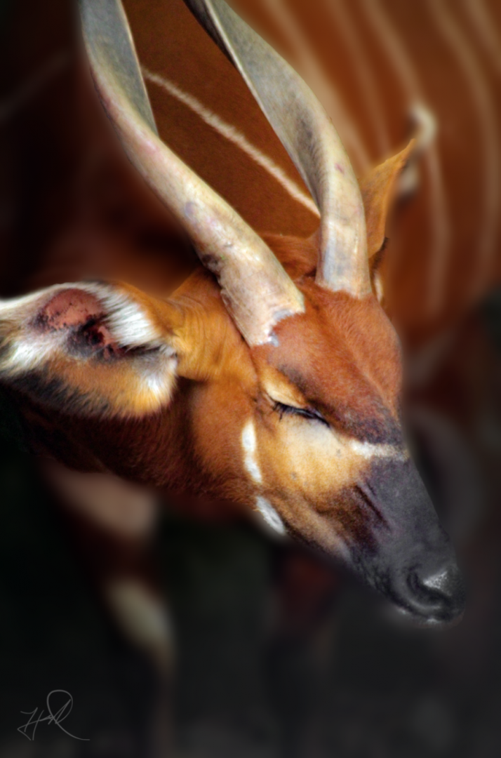 Oct. 2017 - Asia/Africa/South America - Eastern Bongo