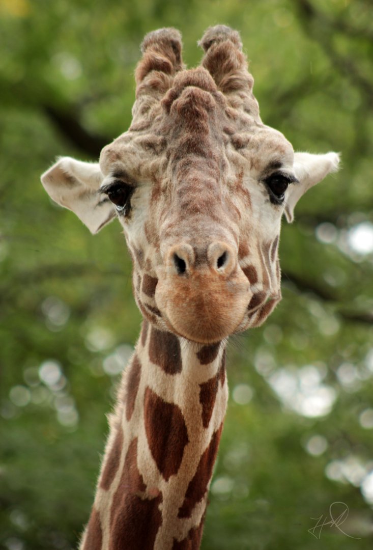 Oct. 2017 - Asia/Africa/South America - Giraffe Portrait
