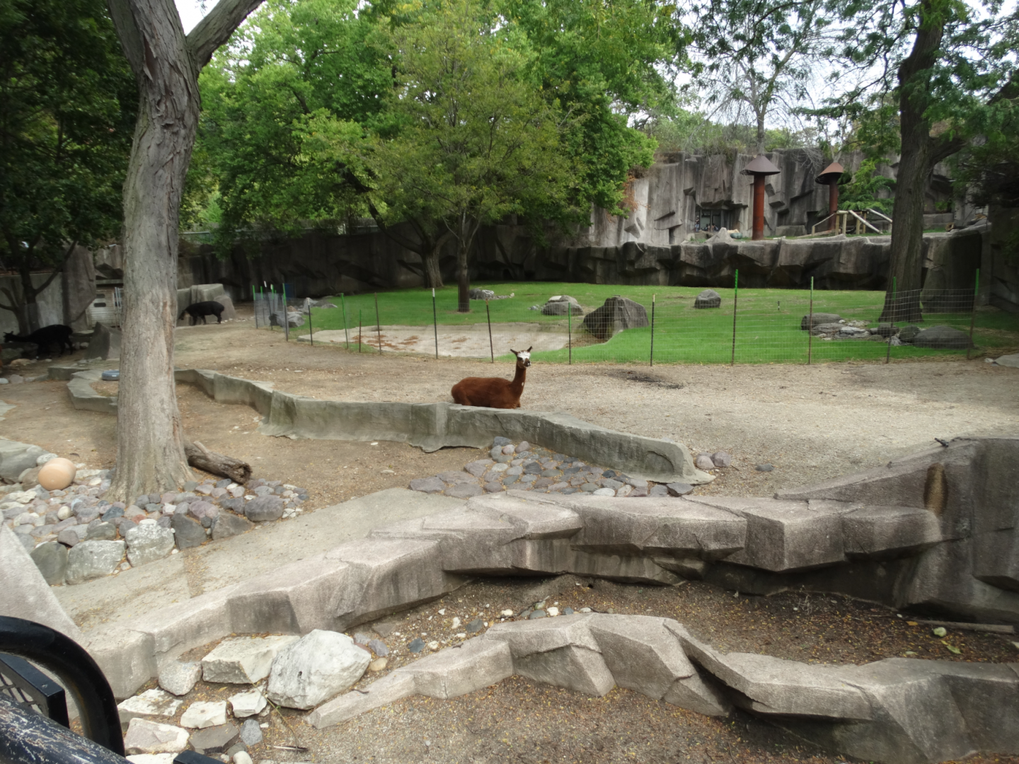 Oct. 2017 - Asia/Africa/South America - South America Paddock (Cut Off) + Jaguar Exhibit