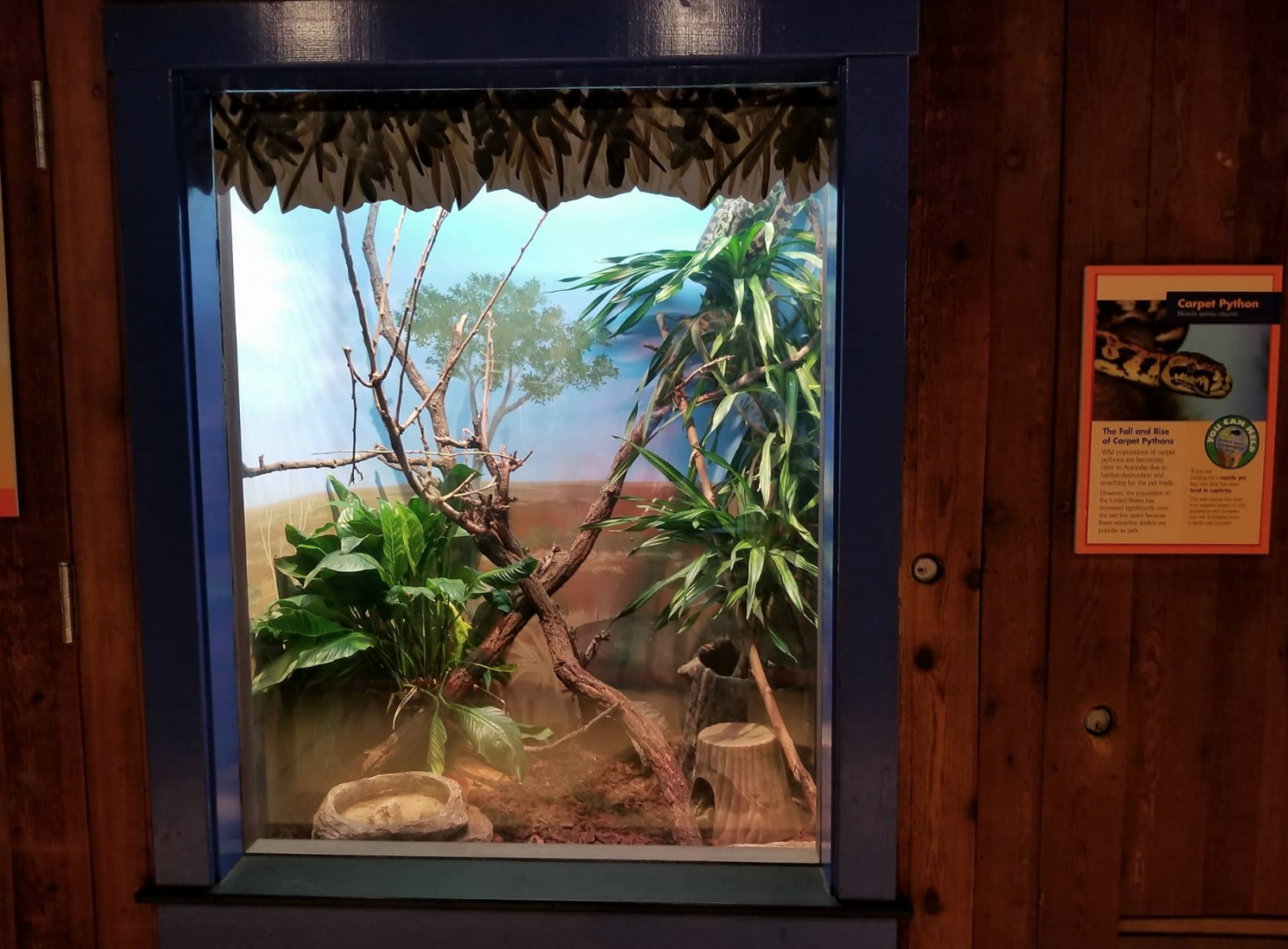 Oct. 2017 - Australia - Carpet Python Exhibit