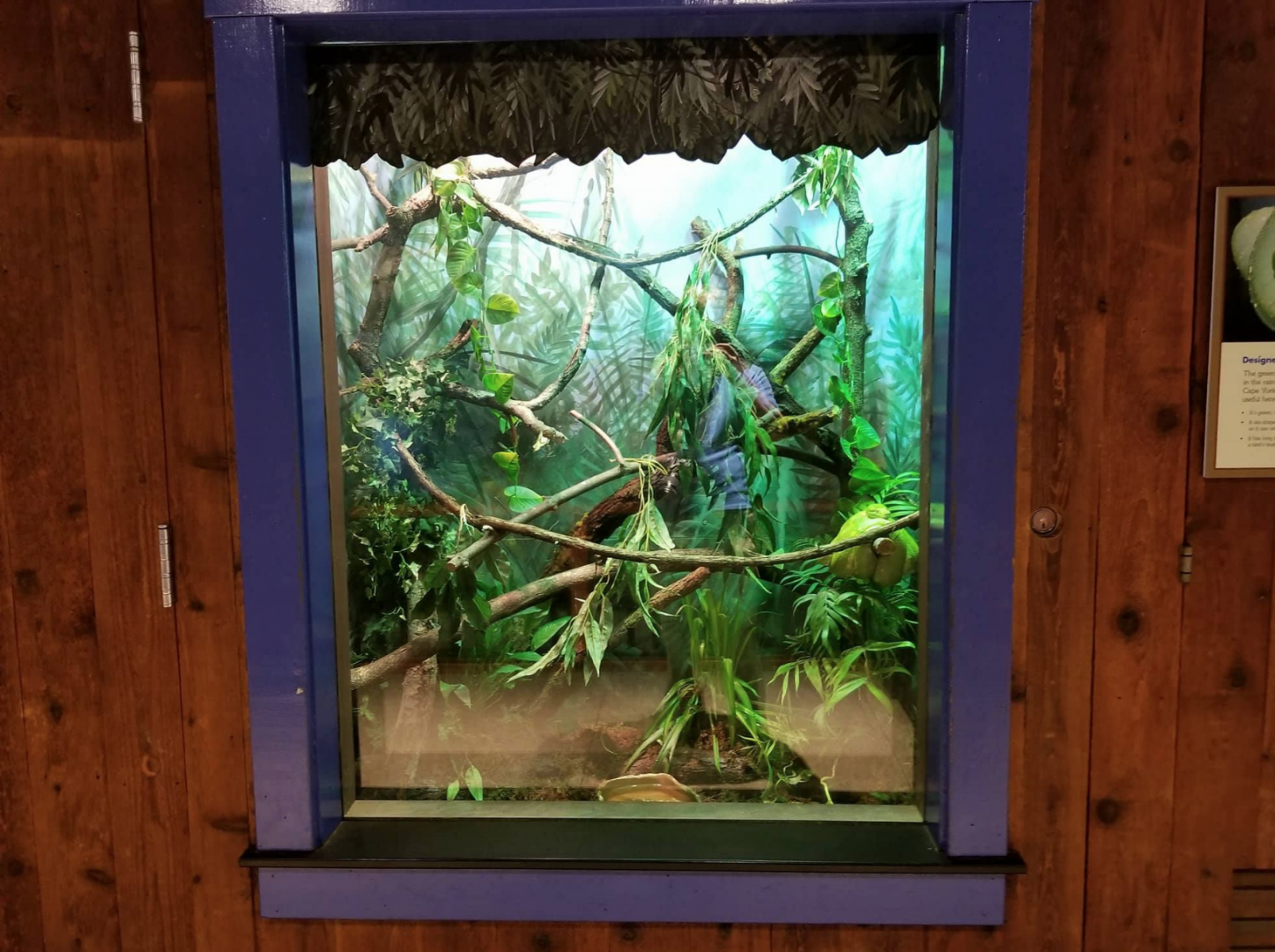 Oct. 2017 - Australia - Green Tree Python Exhibit