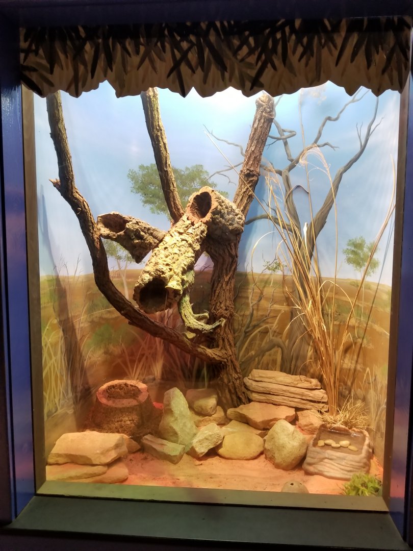 Oct. 2017 - Australia - Spiny-tailed Monitor Exhibit