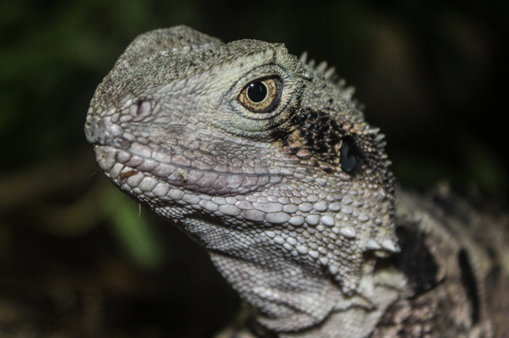 Oct. 2017 - Australia - Water Dragon