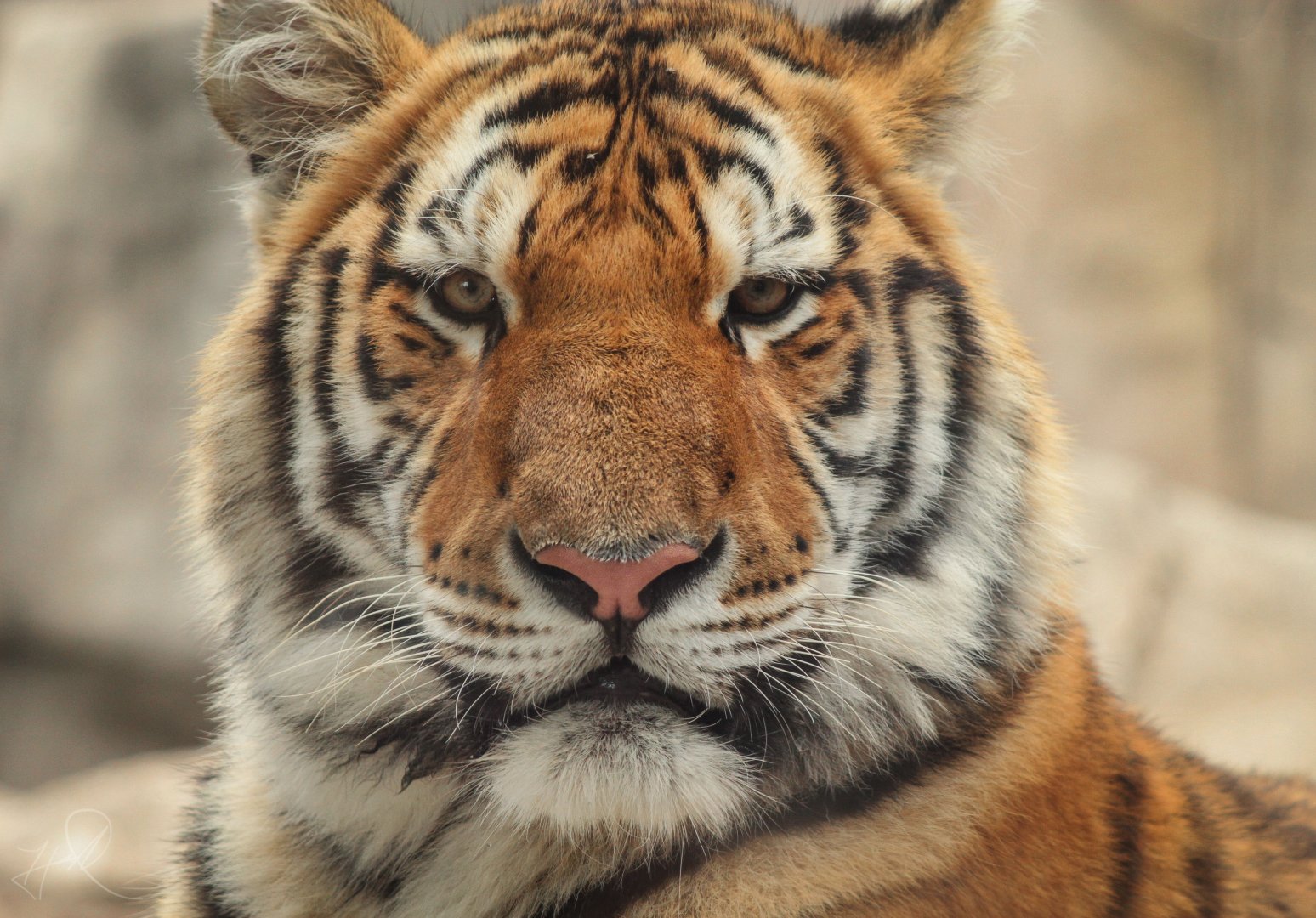 Oct. 2017 - Big Cat Country - Amur Tiger