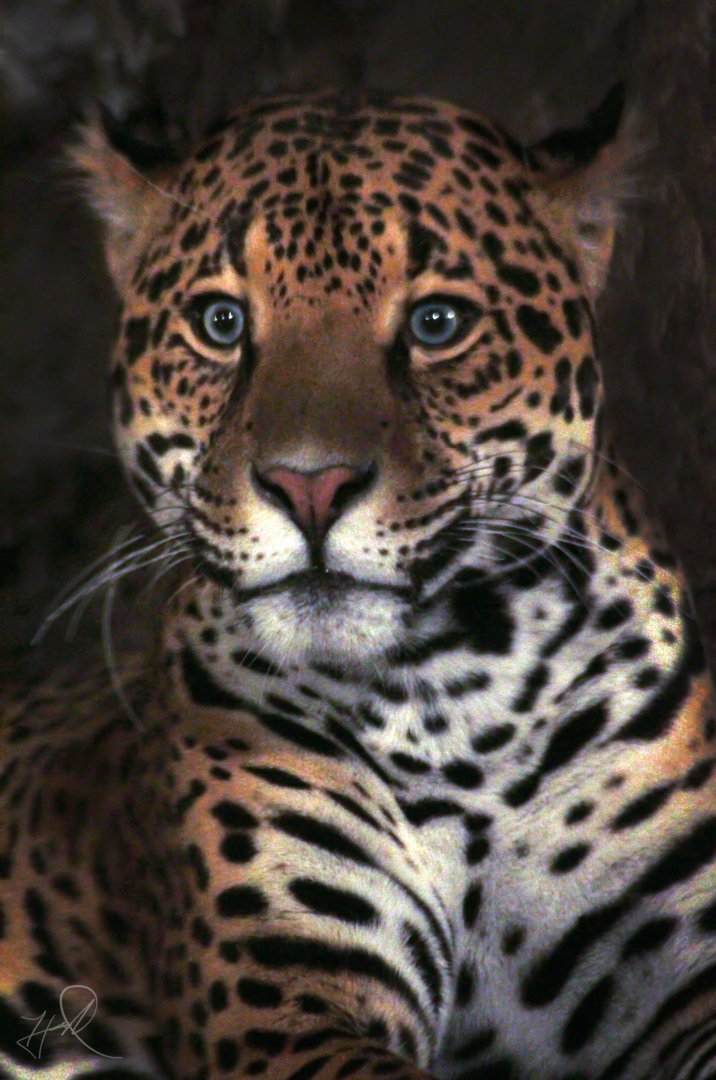 Oct. 2017 - Big Cat Country - Jaguar